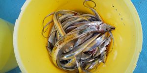 恵比寿丸（兵庫） 釣果