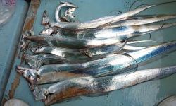 恵比寿丸（兵庫） 釣果