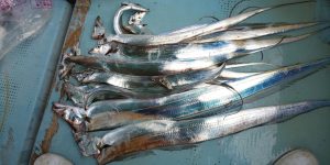 恵比寿丸（兵庫） 釣果