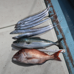 はらまる 釣果