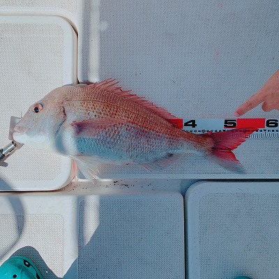 フィシングボートAir(エアー) 釣果