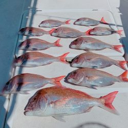 フィシングボートAir(エアー) 釣果