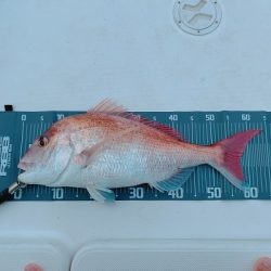 フィシングボートAir(エアー) 釣果