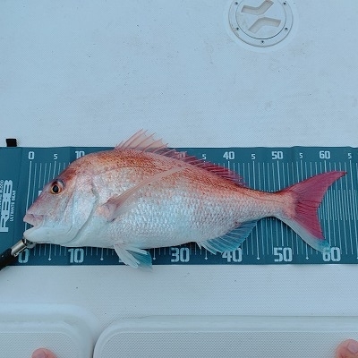 フィシングボートAir(エアー) 釣果