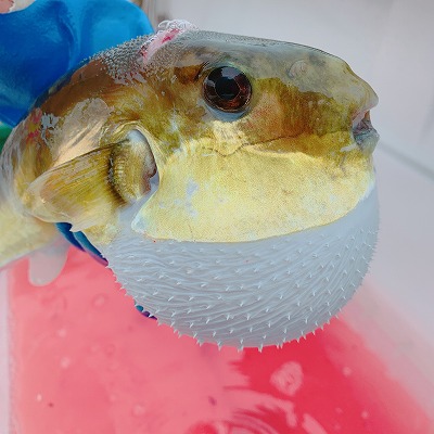 フィシングボートAir(エアー) 釣果