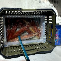 オーシャンズ　京都 釣果