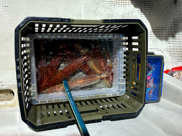 オーシャンズ　京都 釣果