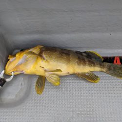 オーシャンズ 京都 釣果