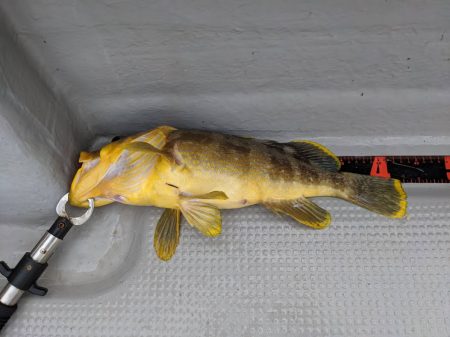 オーシャンズ 京都 釣果