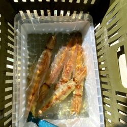 オーシャンズ　京都 釣果