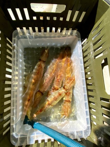 オーシャンズ　京都 釣果