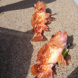 オーシャンズ 京都 釣果