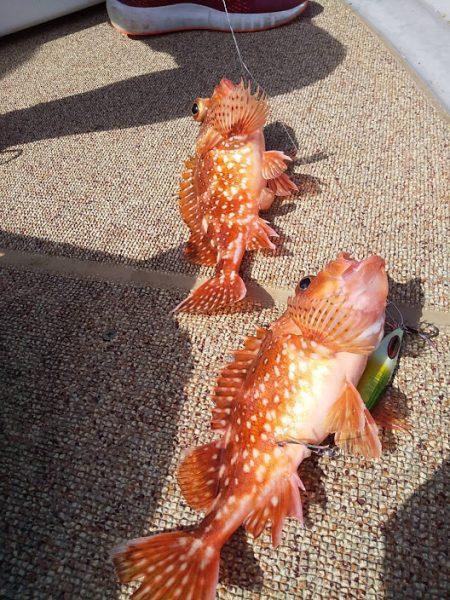 オーシャンズ 京都 釣果