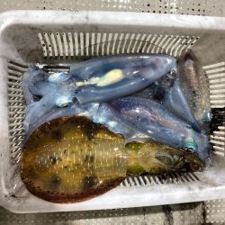 オーシャンズ　京都 釣果