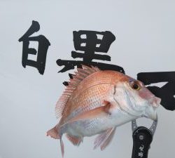 白墨丸 釣果