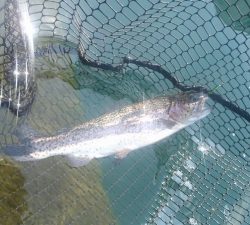 朝霞ガーデン 釣果