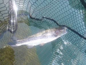 朝霞ガーデン 釣果