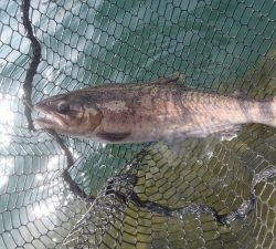 朝霞ガーデン 釣果