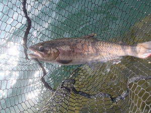 朝霞ガーデン 釣果