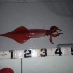 Aquanaut（アクアノート） 釣果