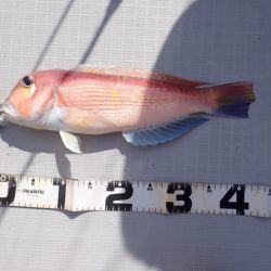 Aquanaut(アクアノート) 釣果