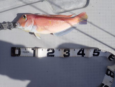 Aquanaut(アクアノート) 釣果