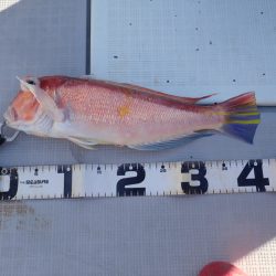 Aquanaut(アクアノート) 釣果