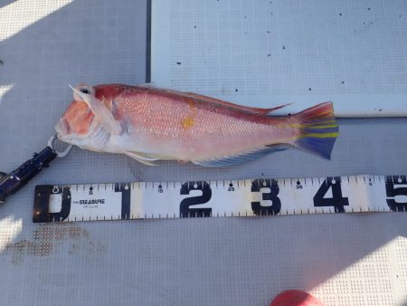 Aquanaut(アクアノート) 釣果