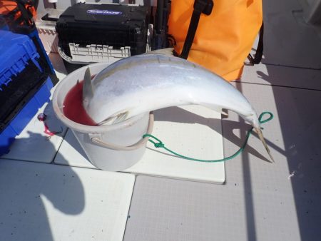 Aquanaut(アクアノート) 釣果