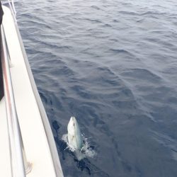 Aquanaut（アクアノート） 釣果