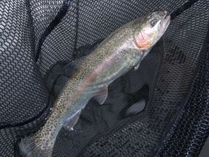 朝霞ガーデン 釣果