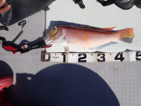 Aquanaut(アクアノート) 釣果