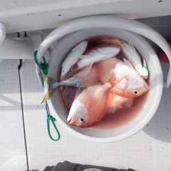 Aquanaut（アクアノート） 釣果