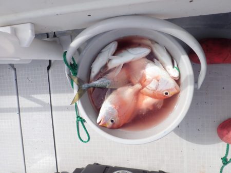 Aquanaut（アクアノート） 釣果