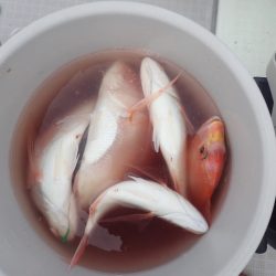 Aquanaut（アクアノート） 釣果