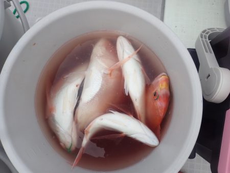 Aquanaut（アクアノート） 釣果