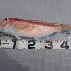 Aquanaut（アクアノート） 釣果