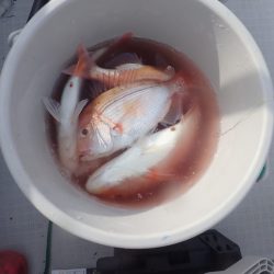 Aquanaut（アクアノート） 釣果