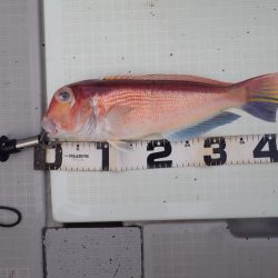 Aquanaut（アクアノート） 釣果