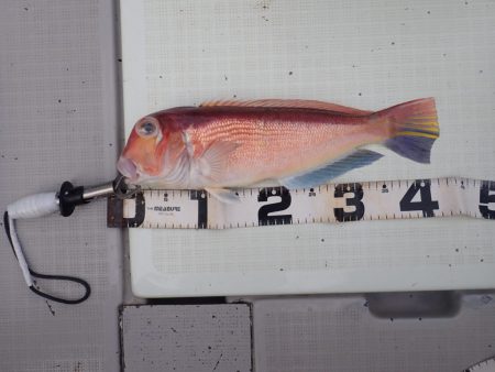 Aquanaut（アクアノート） 釣果