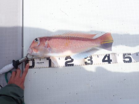 Aquanaut(アクアノート) 釣果