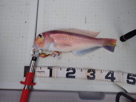 Aquanaut(アクアノート) 釣果