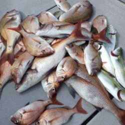 磯部釣船 直栄丸 釣果