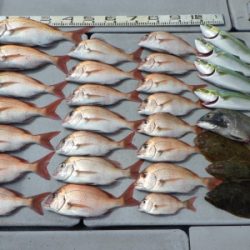 磯部釣船 直栄丸 釣果