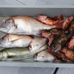 磯部釣船 直栄丸 釣果