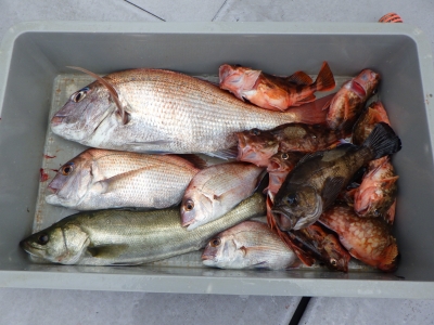 磯部釣船 直栄丸 釣果