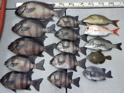 磯部釣船 直栄丸 釣果