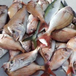 磯部釣船 直栄丸 釣果