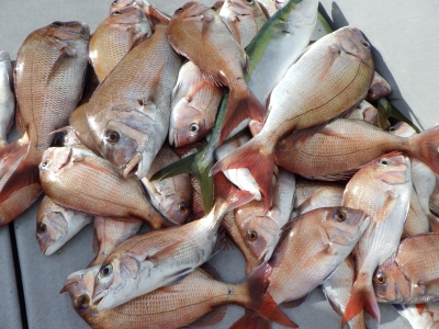 磯部釣船 直栄丸 釣果