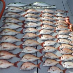 磯部釣船 直栄丸 釣果